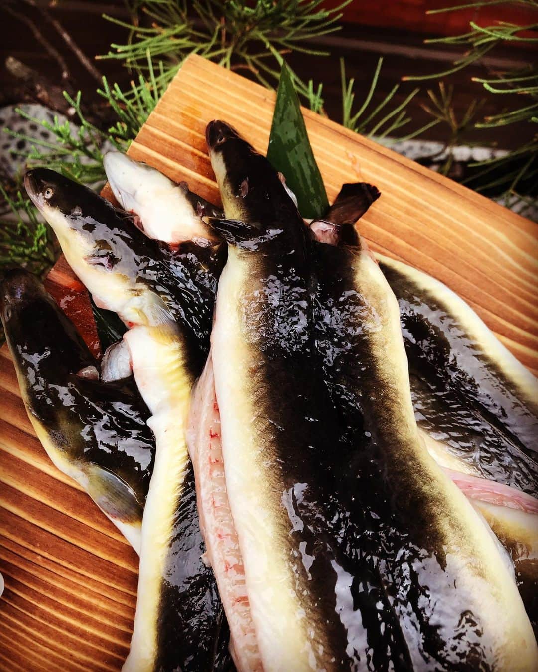 のインスタグラム：「. 本日天然鰻届きました〜 . 黄金ですよ〜 . 養殖との食べ比べできます！ . 天然鰻の丸ごと1本天ぷらもできます〜 . . 本日もお待ちしてます^ ^ . . . 池袋寅箱 月～土　17時～23時(22時LO) 日祝　　15時～22時(21時LO) . 新宿寅箱 全日　　11時半～22時(21時LO) . ■テイクアウト 12時～20時 ※事前予約をお願い致します。 . ■テイクアウト内容 . 寅箱晩酌セット 鰻重 蒲焼き . のみとさせてください。 . ■デリバリー 専用アプリMENUをご利用ください。 go.onelink.me/MWIV/instagram . .  池袋 ☎️07013197406 .  新宿 ☎️0353577727 . ＊なお、テイクアウトはお渡しにお時間かかる場合がございますので、お電話でのご予約が必須です！  #寅箱  #鰻 #有機野菜 #刺身 #天然鰻  #鰻重 #ジビエ #グルメ #東京グルメ #ikebukuro #ikederi #デリ #takeout #池袋グルメ #蝦夷鹿 #うちグル #猪  #ジビエ料理 #鰻丼 #極上飯 #池袋日本酒 #インスタグルメ　#土鍋ごはん  #うちグル池袋 #池袋寅箱 #炭火焼 #東京日本酒 #ナチュールワイン  #wine  #食べ比べ」