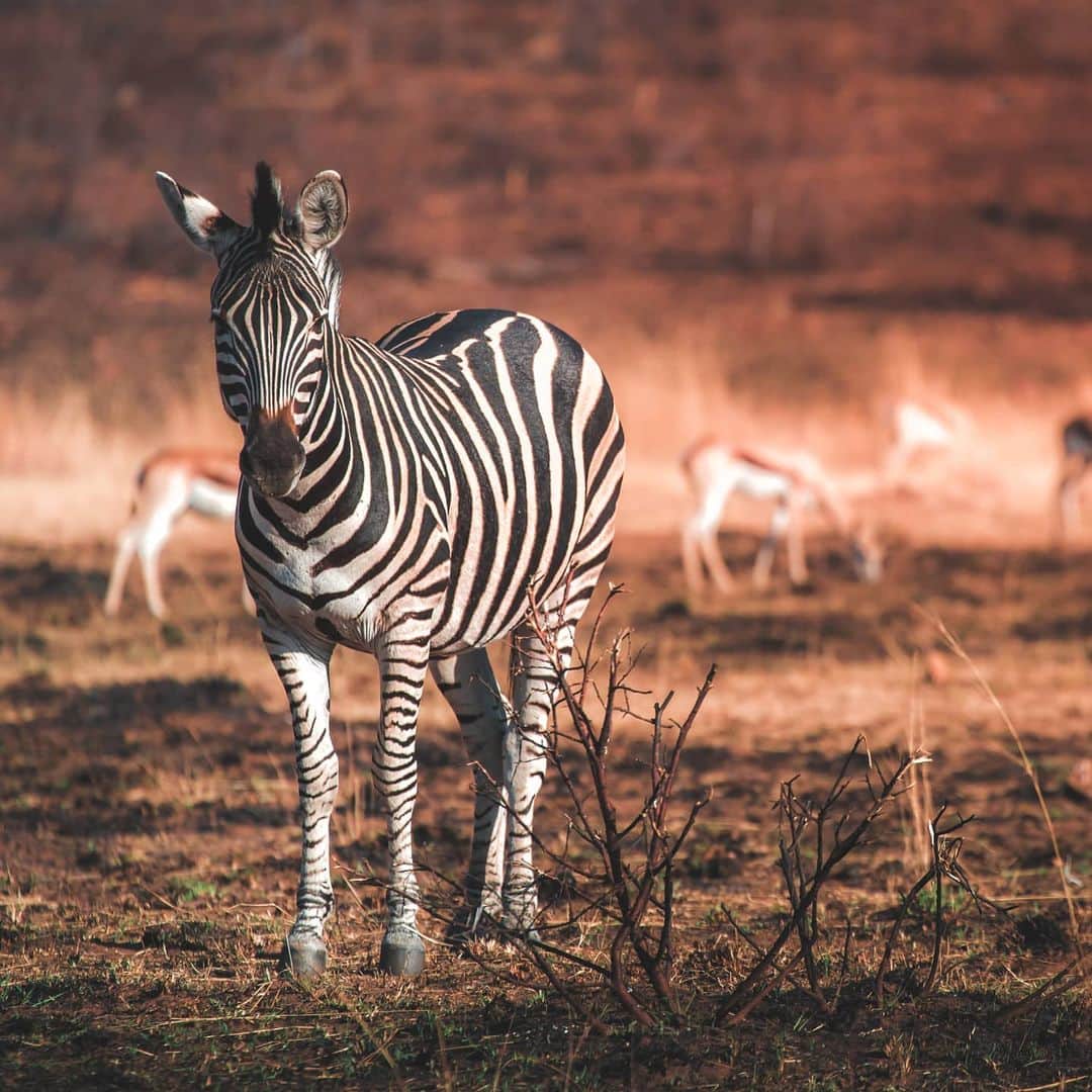 Canon Asiaさんのインスタグラム写真 - (Canon AsiaInstagram)「Searching for the right subject was a feat for Scott at The Pilanesberg with a land size of 550km², and we love how this zebra seems to know that it's in frame! . What will be your first subject of choice or location to photograph after this interval? We can't wait to feel the wind in our hair 🌬️💁‍♂️ and to pursue the things we love to do once again! . 📷  Image by @scottkjphotography shot using the Canon EOS 5D Mark III | EF70-300mm f/4-5.6L IS USM | f/5.6 | ISO 320 | 1/2500 | 300mm . Want your photos to be featured too? Tag them with #canonasia or submit them on My Canon Story, link in bio! . #canonasia #photography #explore #nature #animals #zebra #wildlife #colours #canon #composition #lens #inspiration #eos5Dmkiii」6月27日 17時17分 - canonasia