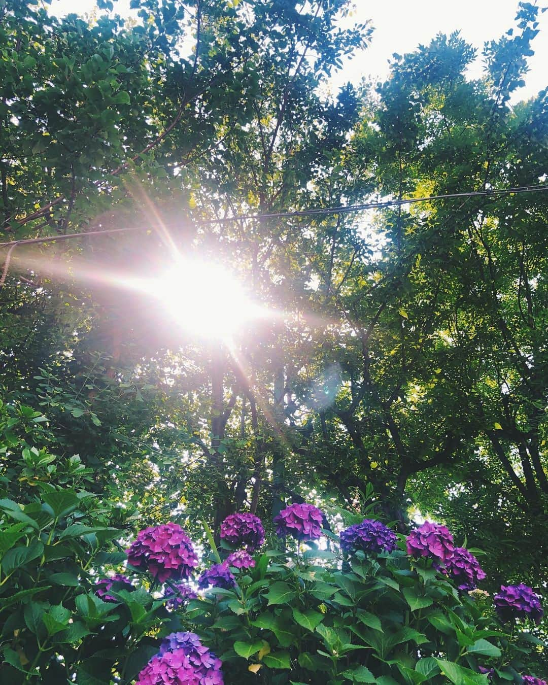 宇藤えみさんのインスタグラム写真 - (宇藤えみInstagram)「昨日からぐっと夏のにおいがする。 なんか海のにおい🏖 妹と盛り上がっていましたw 妹といとこと夏は愛媛に帰れるかなぁ〜 なんて電話していました。 #夏のにおい#散歩道」6月27日 17時29分 - emiuto