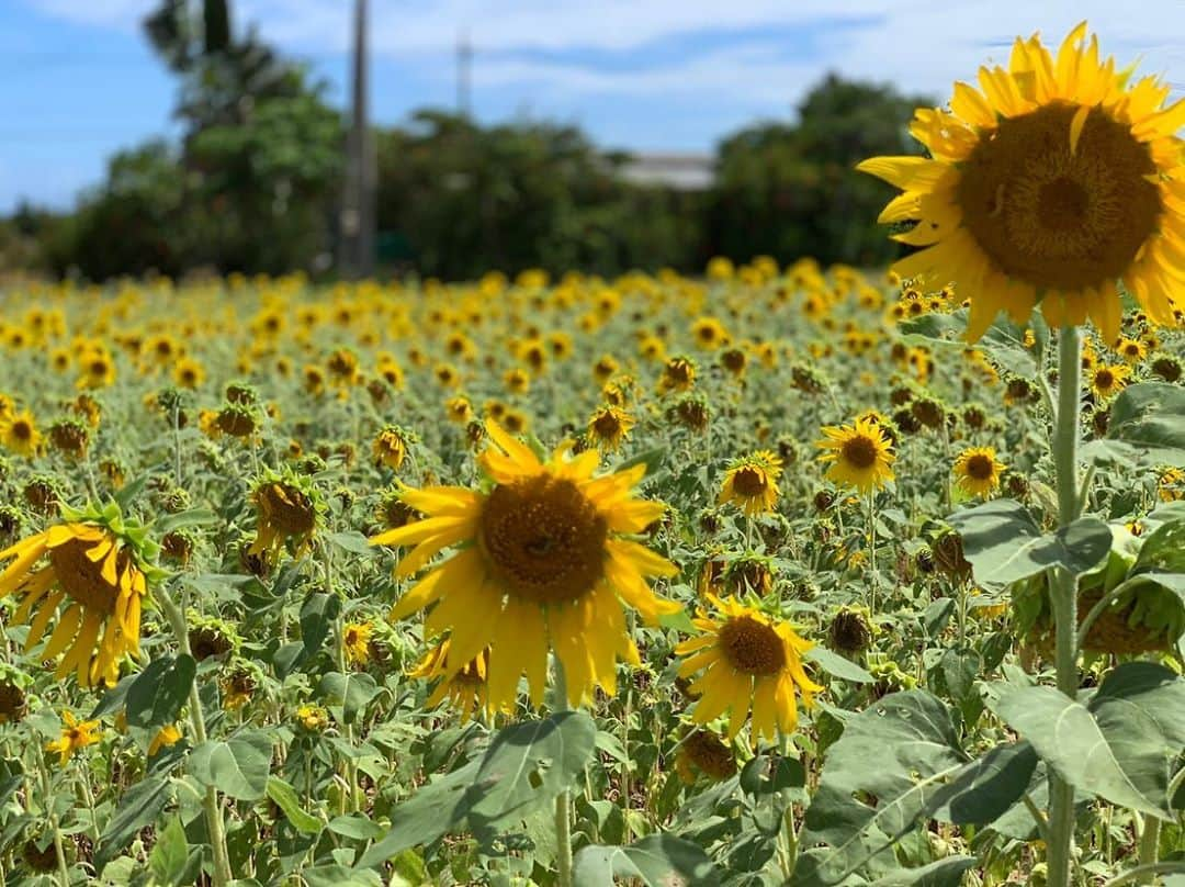 鈴木あやさんのインスタグラム写真 - (鈴木あやInstagram)「みんなで今しか見れないひまわり畑🌻からの #底地ビーチ 🏝🧡﻿ ﻿ 自然さいこー🥺﻿ ﻿ #ishigakiisland #ishigaki #石垣島 #八重山 #ひまわり #🌻」6月27日 17時34分 - techitechiaya