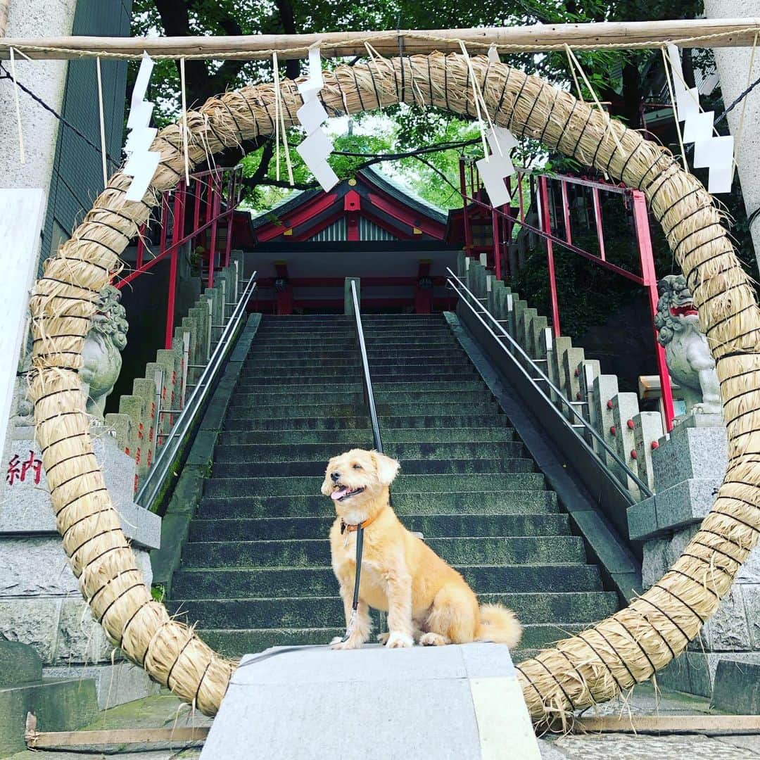 宮本亜門さんのインスタグラム写真 - (宮本亜門Instagram)「やくをはらって、つゆをのりきろう⛩⛩⛩ #茅の輪くぐり　#保護犬　#ビート　#宮本亞門」6月27日 17時47分 - beatamon