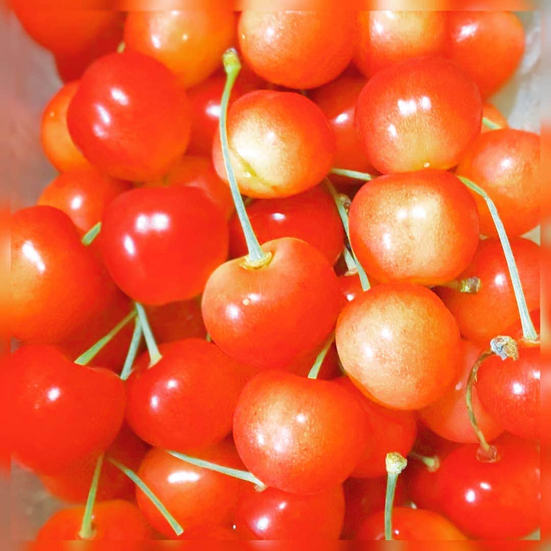 高橋あゆみのインスタグラム：「｡ 毎年恒例🎵  山形の親戚からさくらんぼが届きました🍒  #毎年恒例 #山形 #さくらんぼ #佐藤錦 #真っ赤 #可愛い」