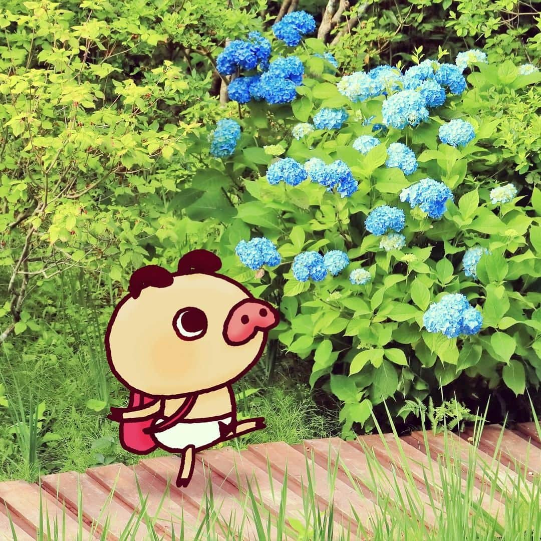 パンパカパンツ公式のインスタグラム