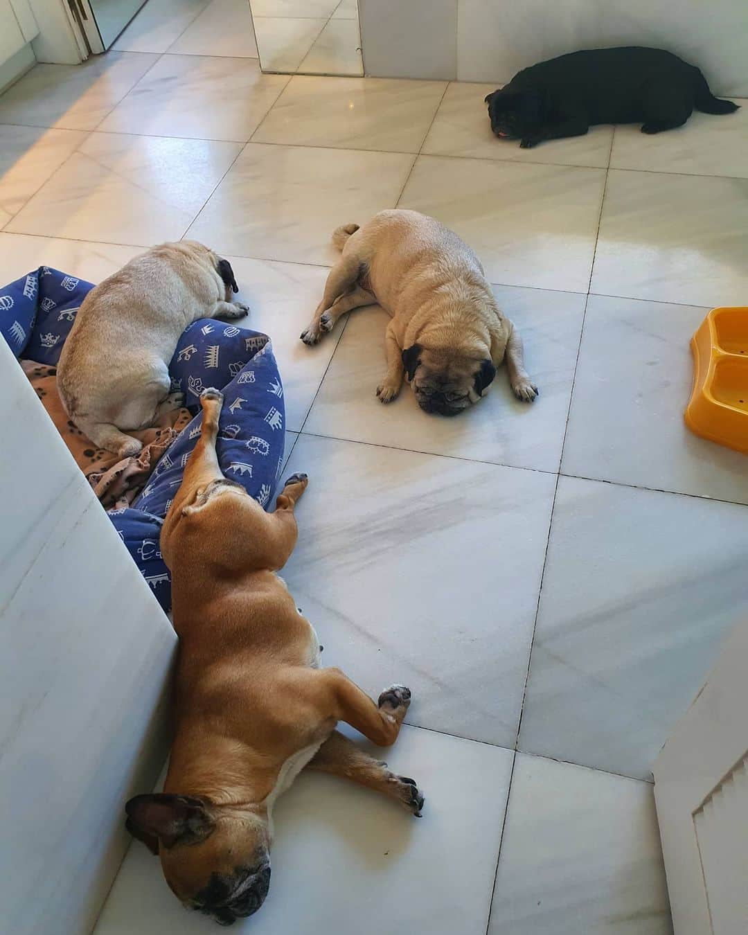 のインスタグラム：「Pugnikita #felizsabado#」