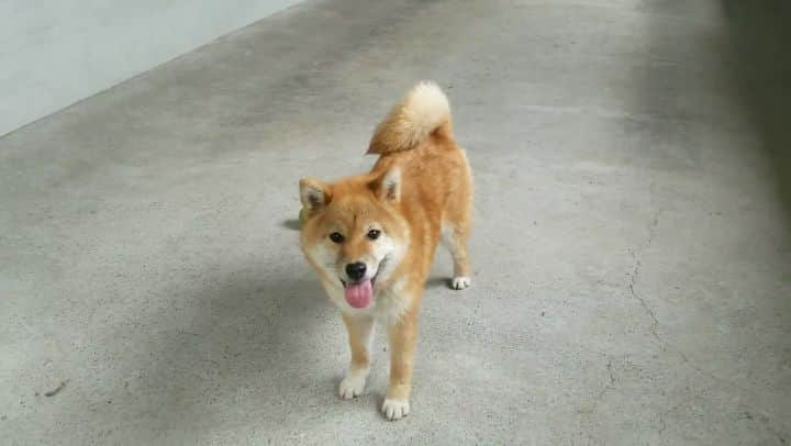 柴犬たま Shibainu Tamaのインスタグラム