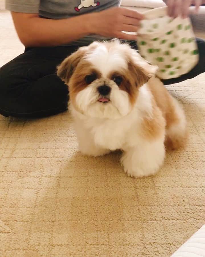 水嶋はちのインスタグラム：「🐶💚💚💚 * I make him wear pants so he doesn't have to lick his dermatitis. * * お着替え中のボクです。 ボクの足は長くて履かせるのがたいへんそうなので、ボクは協力します。目的に向かって、力を結集しているボクとパパの連携プレーをご覧ください。🧔🏻🐶🩲💚💚💚 * * #はち #HACHI #シーズー大好き部 #パパのTシャツはRUN Tシャツ #パパのTシャツはけっこうおもしろい」