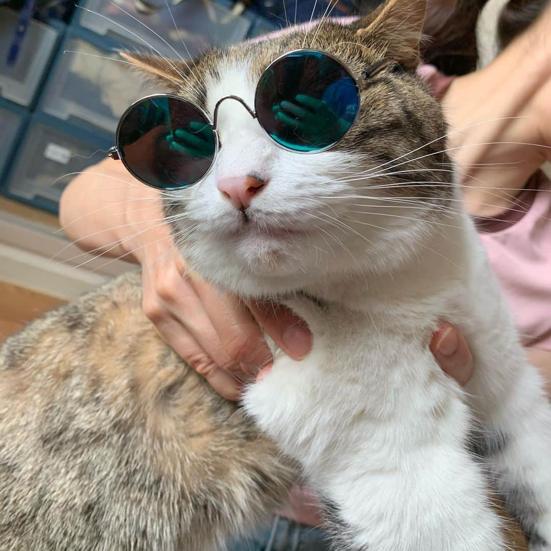 kokomamaさんのインスタグラム写真 - (kokomamaInstagram)「100円ショップで見つけたハルにぴったりのサングラス🕶ニャンよ😎 これから僕はアウトローでいくにゃよ🤟 #にゃんすた #ねこすたぐらむ #ロッカー」6月27日 18時58分 - koko_haru_papa