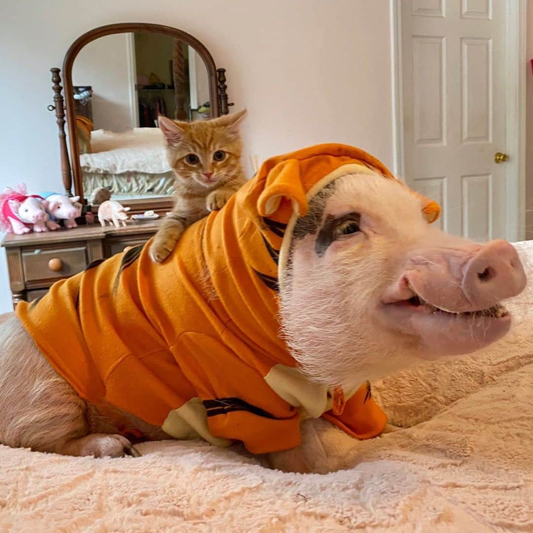 Priscilla and Poppletonさんのインスタグラム写真 - (Priscilla and PoppletonInstagram)「Happy Caturday from Tigger and Silly Tigger!🐷🧡🐱#caturday #PopandTigger #rescuecat #prissyandpopshelpinghooves」6月28日 5時58分 - prissy_pig