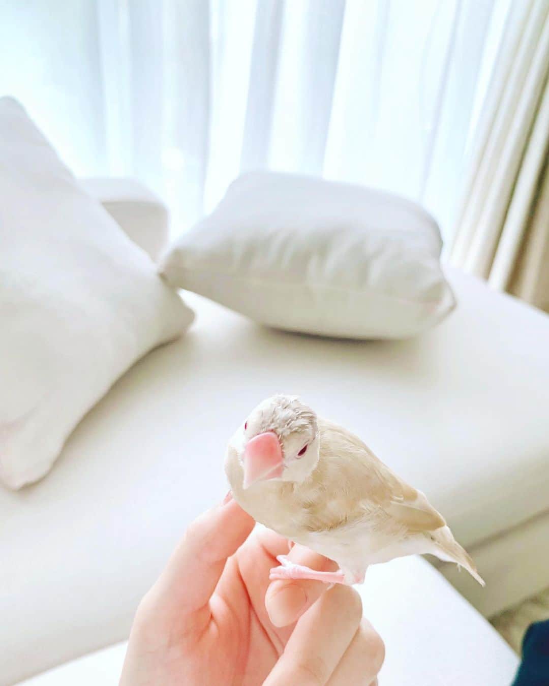 長谷川かすみのインスタグラム：「マヨさん。  #文鳥と暮らす #雛換羽 #がんばれ #文鳥」