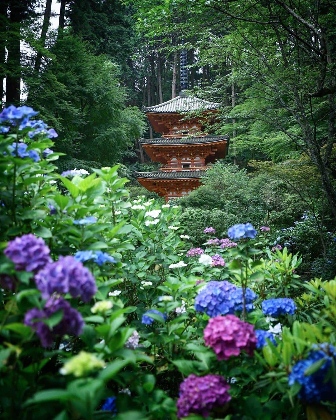 Koichiのインスタグラム：「| 安治佐為 | Hydrangea . #Hellofrom #Kyoto #BeautifulJapan . #岩船寺 #京都 . . 雨の日に撮りたいなぁここ .」
