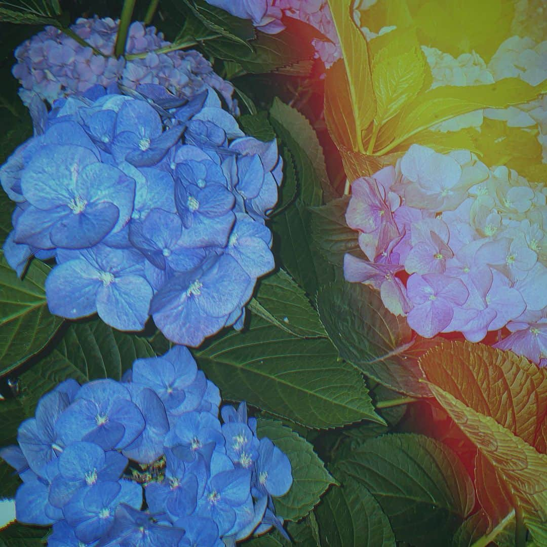 YUUGAさんのインスタグラム写真 - (YUUGAInstagram)「. . 夜の紫陽花はとっても魅力的ですね . 最近Filmcameraにハマってます︎︎☺︎ いっぱい撮影したいな~ . 因みに私は、風景を撮ったりするのが好きです . . . #film #filmphotography #filmcamera #camera #cameragirl #flowers #flowerstagram #flowerphotography #beauty #photo #pic #photography #photooftheday #photographer #life #lifeisbeautiful #lifestyle #summer #instagood #instagram #instalike #instafollow #instapic #l4l #followme #yuugaな暮らし」6月27日 21時33分 - yuuga1024