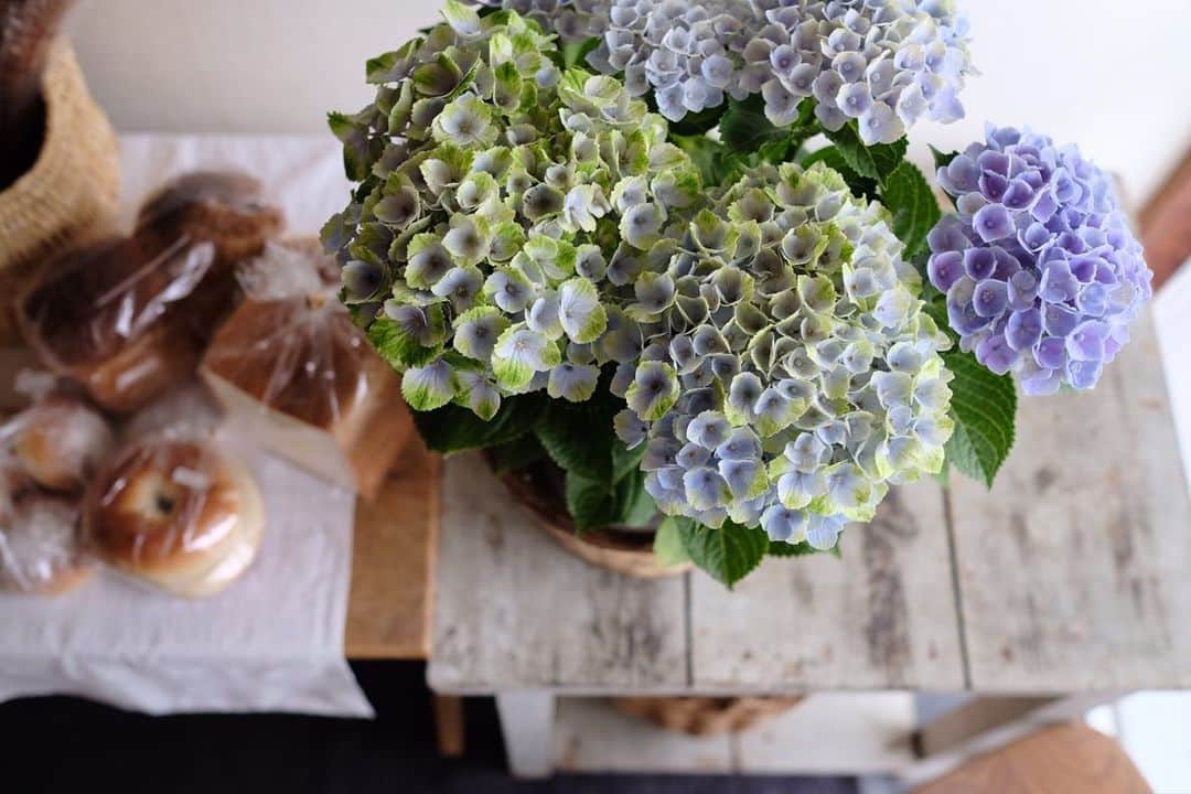 maggydaisyのインスタグラム：「_  まずい、どうやっても入りきらない 冷凍庫を買おうと真剣に思った日  とりあえず保冷剤とか嵩張るものを、 前に使っていた冷蔵庫の電源を入れてそっちに移動…  ちょっと前のこと 写真はいつも順不同𓇬  #紫陽花 #アジサイ #花のある暮らし #bread #ツォップ #zopf」