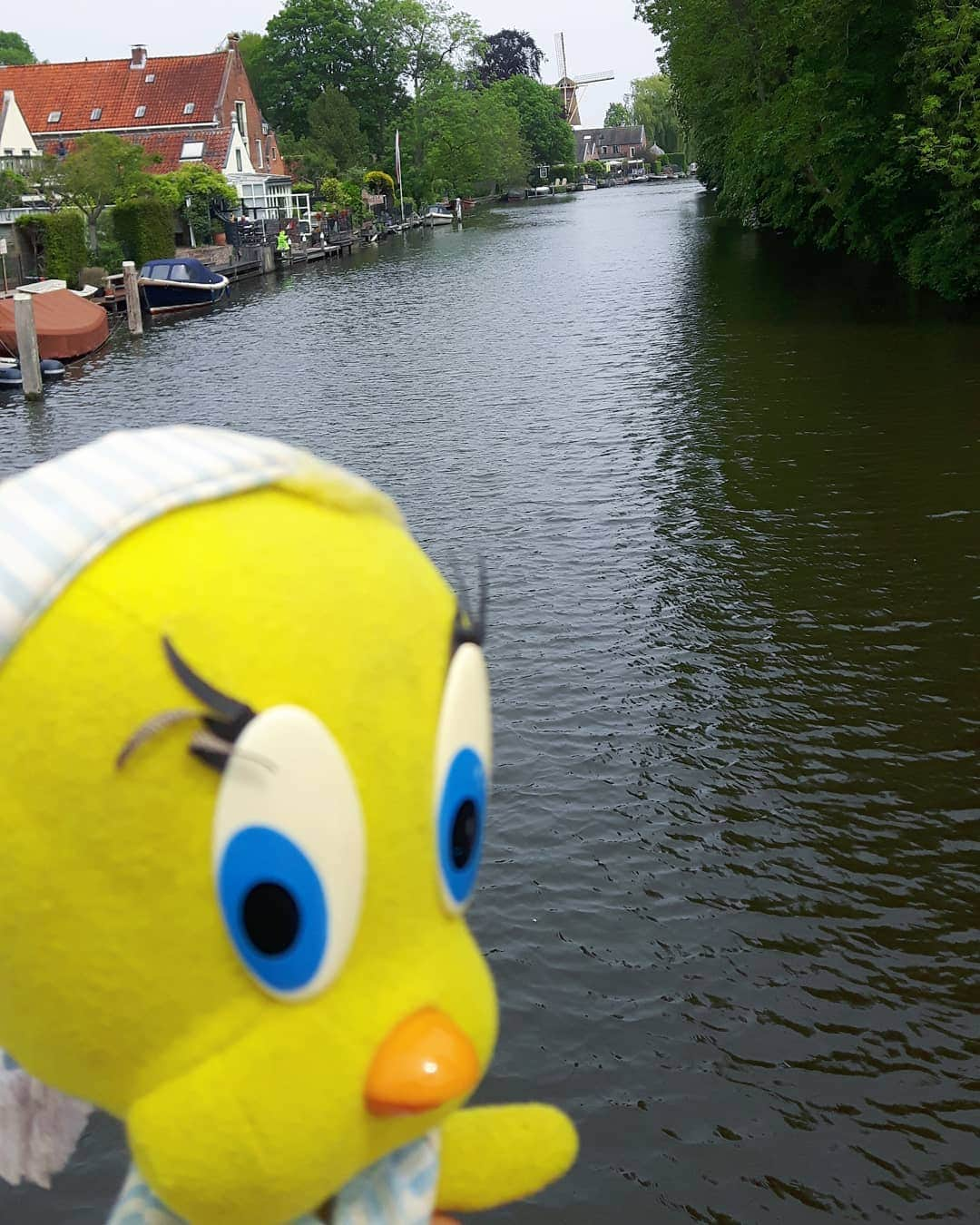 Little Yellow Birdさんのインスタグラム写真 - (Little Yellow BirdInstagram)「A big drop in the temperature today! Nice enough for a stroll though. #littleyellowbird #tweety #tweetykweelapis #adventures #yellow #bird #weekend #saturday #loenenaandevecht #river #riverview #vecht #stichtsevecht #summer #june #stroll #stuffedanimalsofinstagram #plushiesofinstagram」6月27日 22時25分 - tweetykweelapis