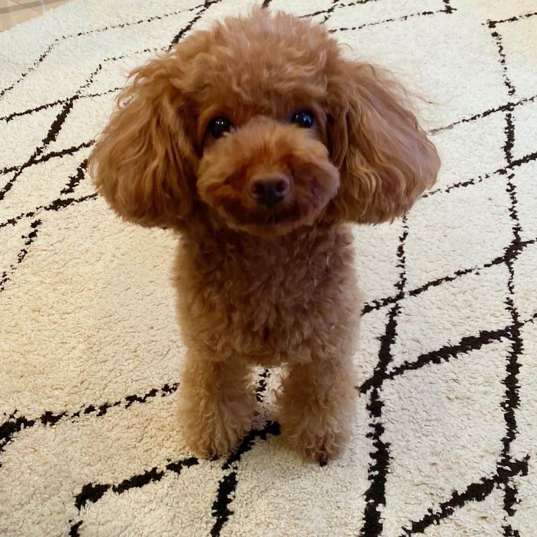 飛鳥りんのインスタグラム：「ミニーさんの可愛い写真を載せます。笑🎀❤️ #トイプードル女の子  #愛犬のいる生活 #イチナナライバー」