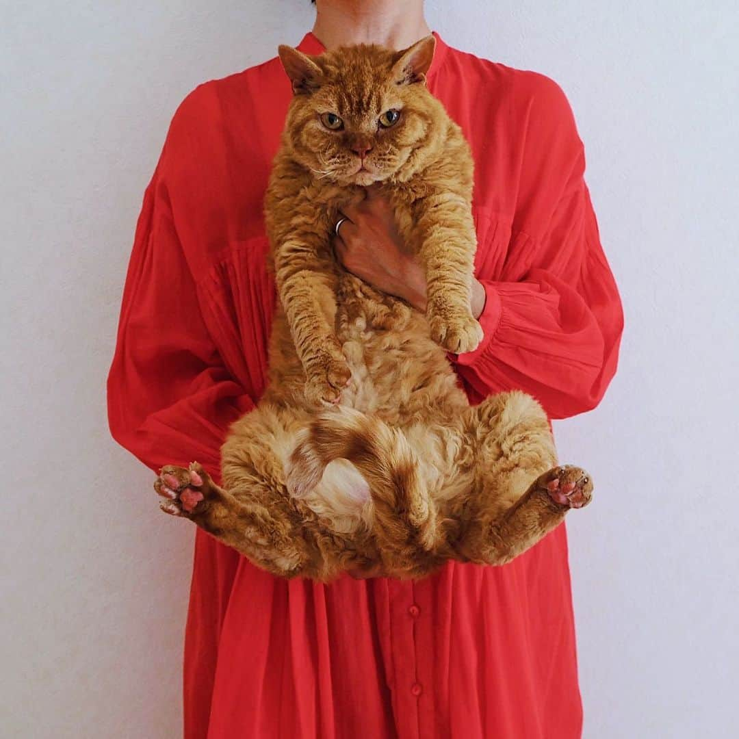 ギネス & ピムスさんのインスタグラム写真 - (ギネス & ピムスInstagram)「27/06/2020 Happy Caturday! ・ One red dress and three brothers. But which child is the best match? Have a nice weekend everyone! ・ ・ 久々の抱っこ写真。 雨の季節は明るい色が 着たくなるのは 気のせい？ではなさそう。 だって 考えてみれば ロンドンで過ごした6年で 買った洋服… 柄物や色物ばかりだった😂 それでは皆さま 素敵な週末をお過ごし下さい♬ ・ ・ #RINAGUINNESS #RINAPIMMS #ギネスくん #ピムスくん #ギネピムと凪くん  #1yearold #1歳 #1歳6ヶ月 #18monthsold  #babyboy #男の子ベビー #赤ちゃんのいる生活 #赤ちゃんのいる暮らし #赤ちゃんと猫 #猫と赤ちゃん」6月27日 22時23分 - rina_takei