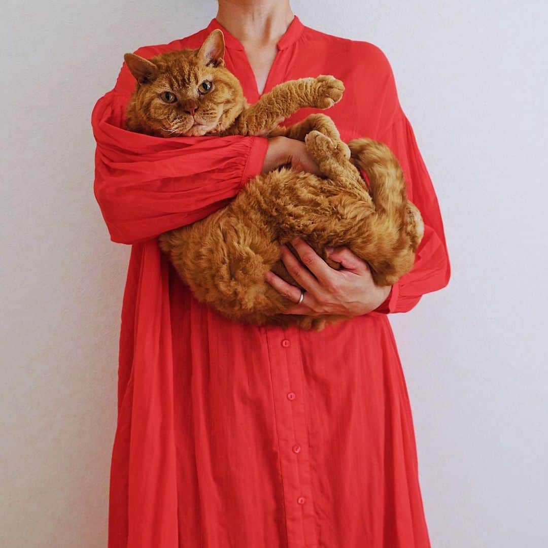 ギネス & ピムスさんのインスタグラム写真 - (ギネス & ピムスInstagram)「27/06/2020 Happy Caturday! ・ One red dress and three brothers. But which child is the best match? Have a nice weekend everyone! ・ ・ 久々の抱っこ写真。 雨の季節は明るい色が 着たくなるのは 気のせい？ではなさそう。 だって 考えてみれば ロンドンで過ごした6年で 買った洋服… 柄物や色物ばかりだった😂 それでは皆さま 素敵な週末をお過ごし下さい♬ ・ ・ #RINAGUINNESS #RINAPIMMS #ギネスくん #ピムスくん #ギネピムと凪くん  #1yearold #1歳 #1歳6ヶ月 #18monthsold  #babyboy #男の子ベビー #赤ちゃんのいる生活 #赤ちゃんのいる暮らし #赤ちゃんと猫 #猫と赤ちゃん」6月27日 22時23分 - rina_takei