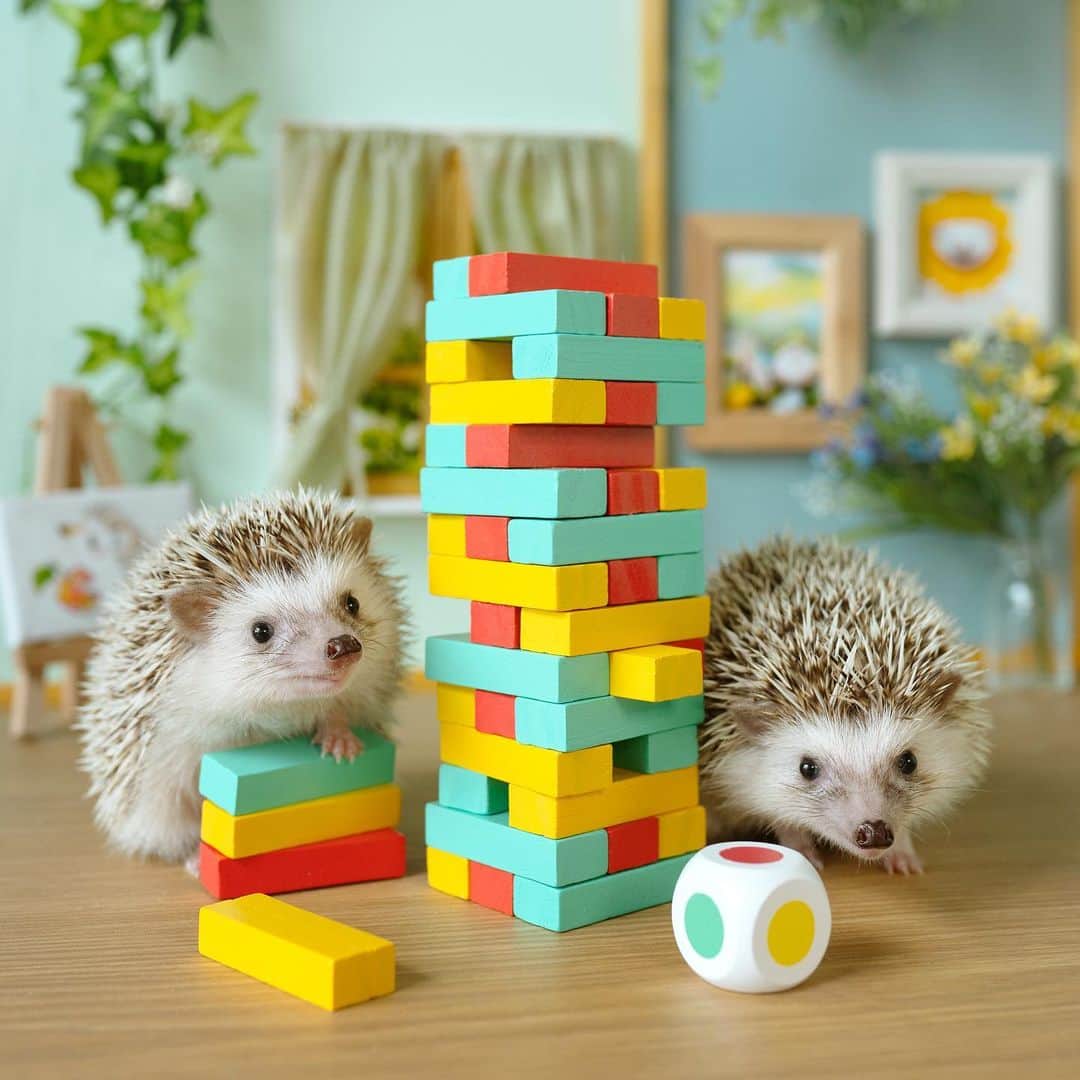 ダーシーのインスタグラム：「Koalas🐨🐨」