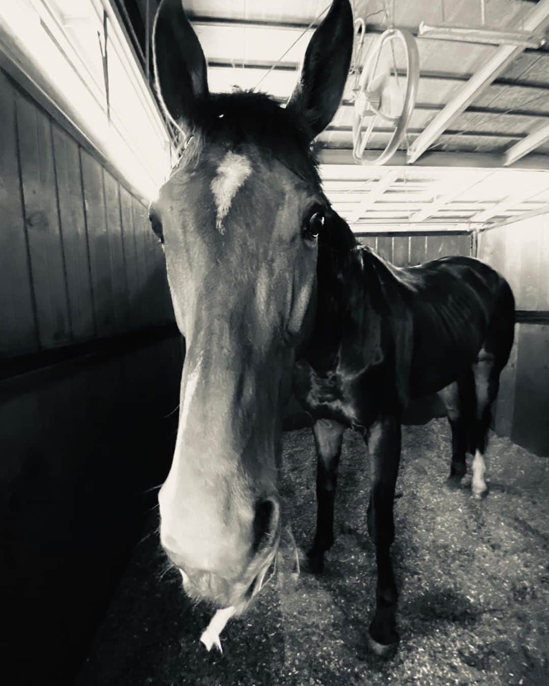 鈴木紗理奈さんのインスタグラム写真 - (鈴木紗理奈Instagram)「寂しくなっても 馬がいるから大丈夫だ。 リオトがいない間ほんとに支えてくれたのは馬‼︎ ありがとう🐴❤︎」6月27日 22時36分 - munehirovoice