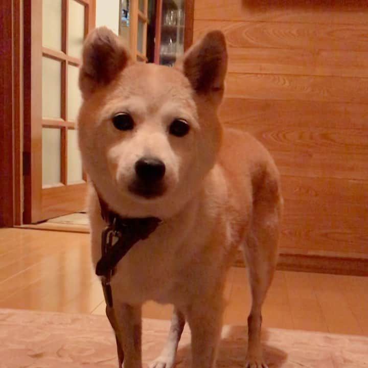柴犬リリコのインスタグラム