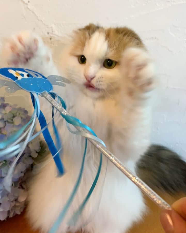 のインスタグラム：「Fun! 🐹🎵 . ストーリーでリクエストありましたのでこちらに長編を✨ .  遊び方が独特😂 子猫みたい。 キラキラ系が好きな女子✨ . @pecobox_official  #pecobox #adorable #catlover #cat #weeklyfluff #scottishfold #catsofinstagram #pleasantcats #sweetcatclub #meowed #ilovemycat #love」