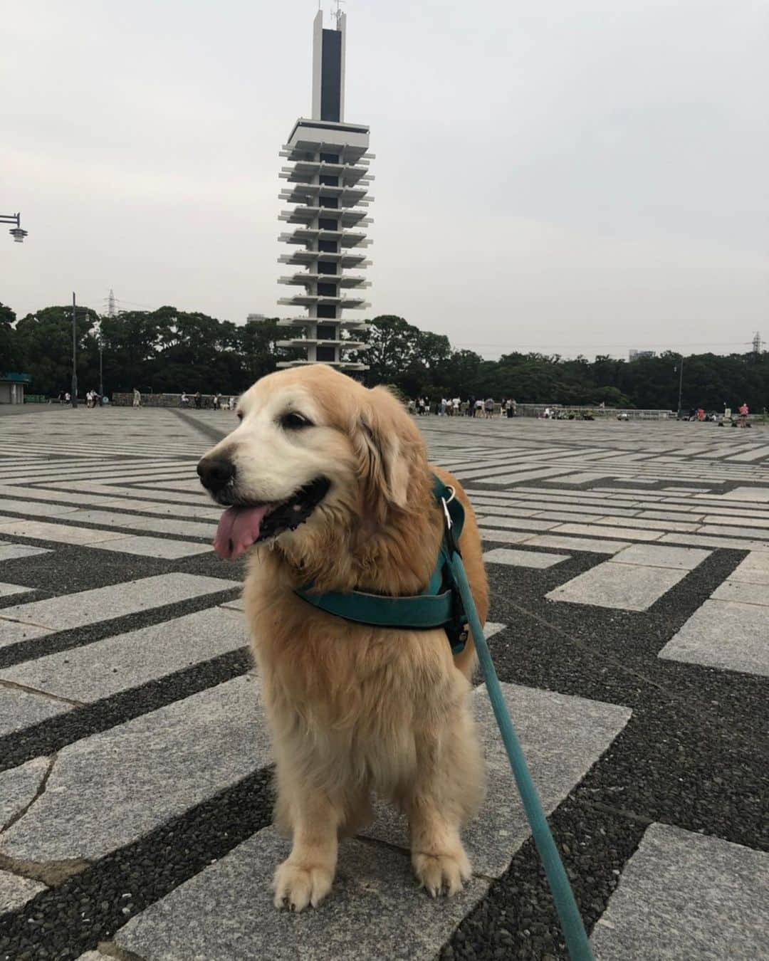 高橋ひとみさんのインスタグラム写真 - (高橋ひとみInstagram)「今日はお母さんが仕事だったので夕方からお父さんとずっと行きたかった🥩ステーキ屋さんデートしました😊 ご主人が焼いてくれたお肉にご満悦のももえでした。 帰り道にオールドイングリッシュシープドッグのオズちゃん1歳4カ月に会いましたが、 ワンちゃんがあまり得意でないももえは距離をおいてご挨拶💦」6月27日 22時47分 - hitomi_momoe