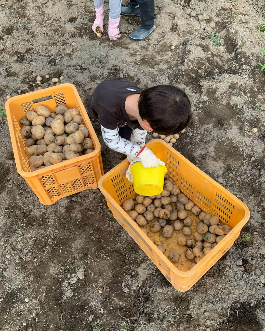 浅利そのみさんのインスタグラム写真 - (浅利そのみInstagram)「ちょび平日記 ハサミが上手に使えるようになり、きょうはぶどうを切っておりました。このあとバケツの水をこぼして、濡れた洋服をぶどうの樹に干すという、、、 帰ってからは、朝じぃじが掘ったじゃがいもを大きさ別にコンテナへ。かなり戦力になってきた！ 西松屋で購入した子供用の軍手、素晴らしい！  #ちょび平 #ちょび平さん #息子3歳11ヶ月 #ちょび平日記 #ぶどう畑 #じゃがいも掘り #畑で遊んでくれてありがとう」6月27日 23時01分 - asarisonomi