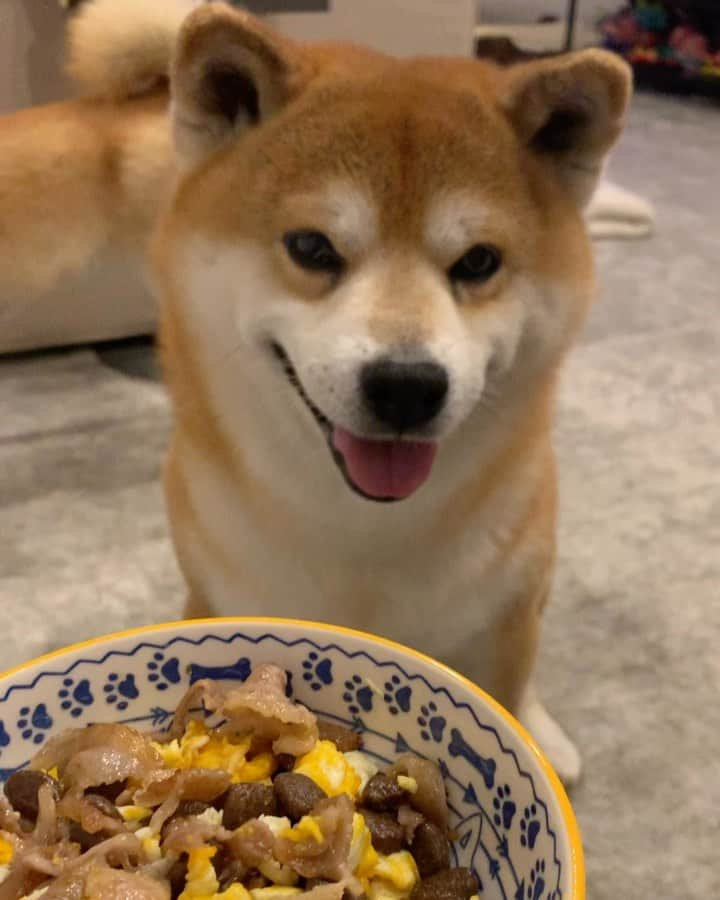 shibainu berryのインスタグラム