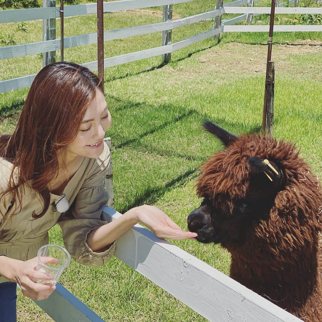 佐藤美央里のインスタグラム：「先日はターゲっちゅ♡ロケで『牧歌の里』へ♫ アルパカちゃんと戯れたり、ラベンダー石鹸作りを体験したり😊 この時期の牧歌の里は、空気も乾燥してて気持ち良くて、最高ですよ！！もうすぐラベンダーも見頃です🙌 自然の空気に癒されにぜひ行ってみてください✨ #牧歌の里 #東海テレビ #ターゲっちゅ」