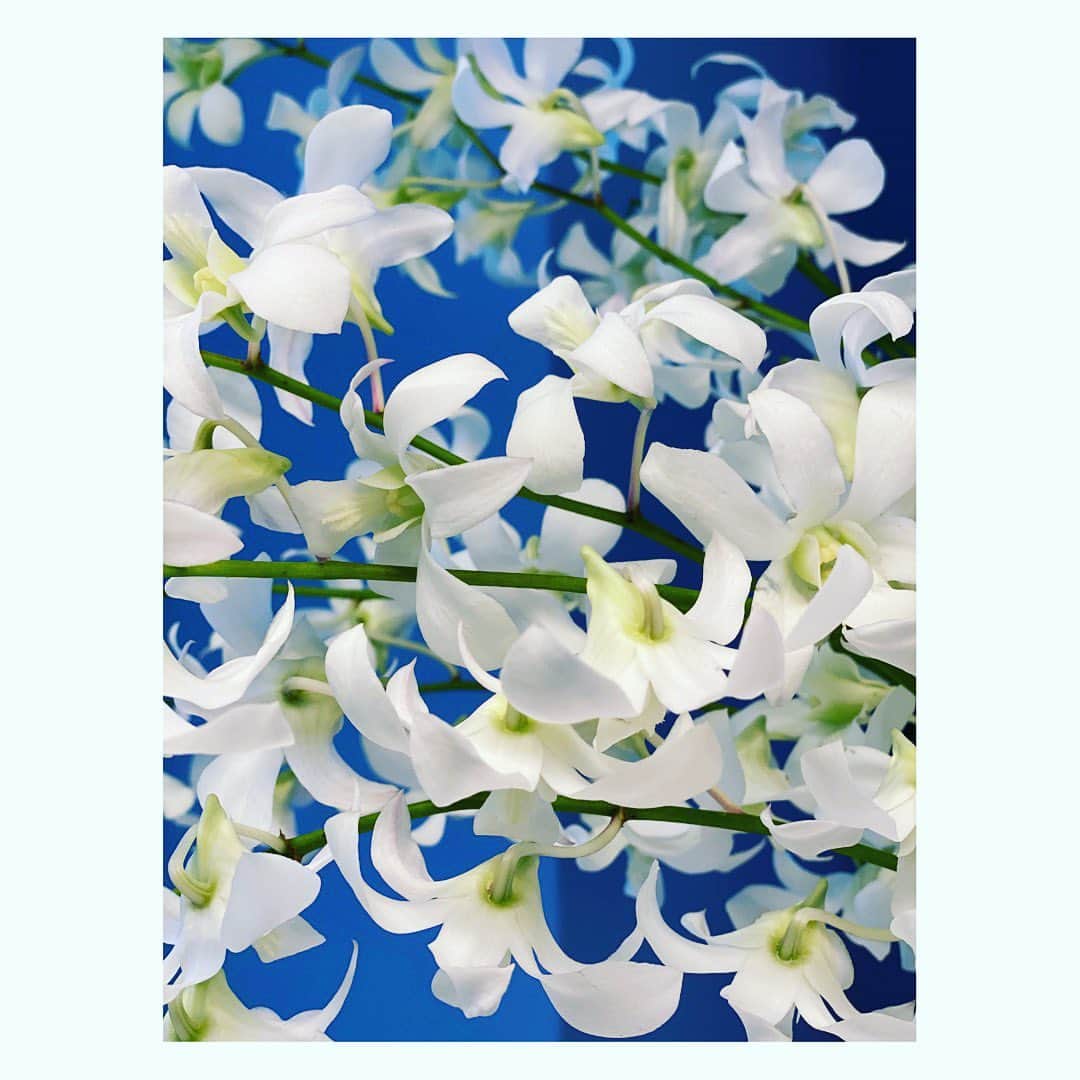 望月理恵さんのインスタグラム写真 - (望月理恵Instagram)「沖縄の蘭の花。 夜に撮るとまた雰囲気が 違いますね。  #おやすみなさい。 #ドラマMは明日にするか🤣 #花#花好き#花生活」6月27日 23時12分 - mochiee28