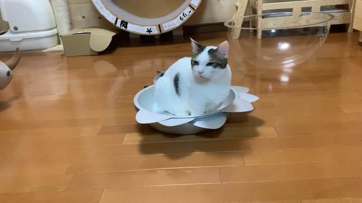 ひのき猫のインスタグラム