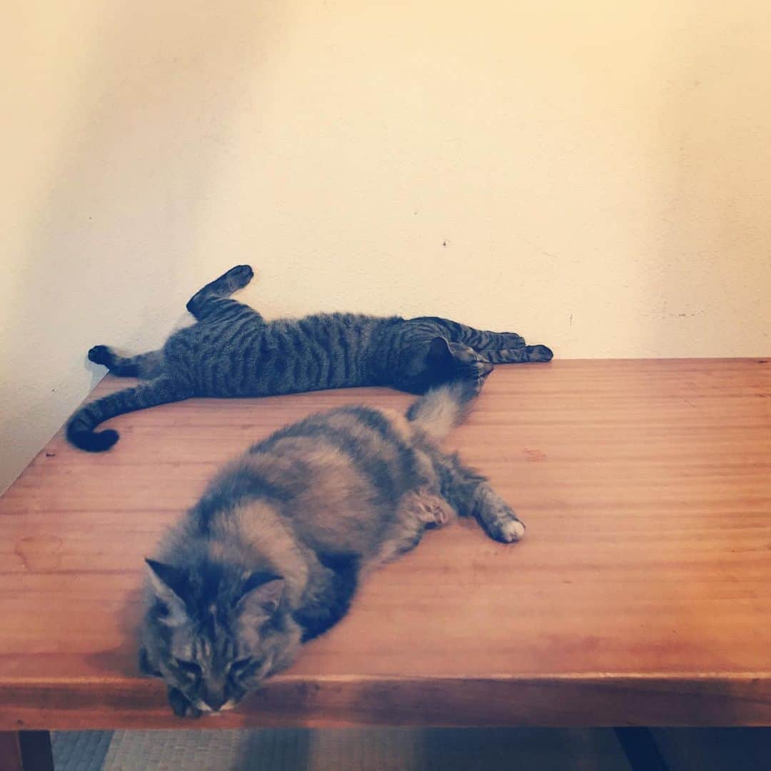 のインスタグラム：「のびとります。  今日は家の中より、外にいる方が涼しかったね。  ひとり、快適にお外で過ごしたのもいますが…。 外掃除をしてたら、干からびた鳥のクチバシが落ちてました。 スズメのかな… お向かいさんと考えは一致しました。  トコーーーー！！！」