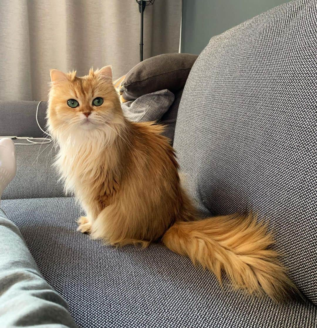 Smoothieさんのインスタグラム写真 - (SmoothieInstagram)「Who said you could sit on this couch?」6月27日 23時57分 - smoothiethecat