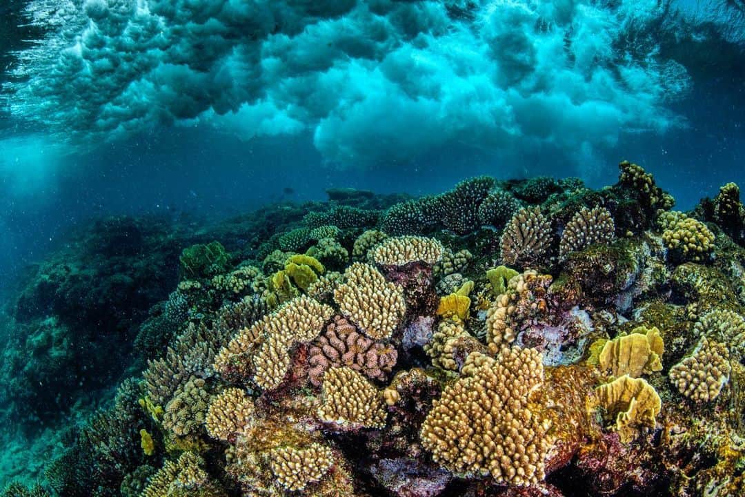 のインスタグラム：「I have chased the beauty and power of waves from an underwater perspective for many years. Usually my goal is to capture the surfing behavior of seals, turtles, mantas or dolphins from a underwater perspective. Once in a while however I come across a seascape that is compelling enough on its own. The crashing waves look like billowing storm clouds as they crash into a coral studded reef in the northern Red Sea. Shot on assignment for @NatGeo in collaboration with @saveourseasfoundation」