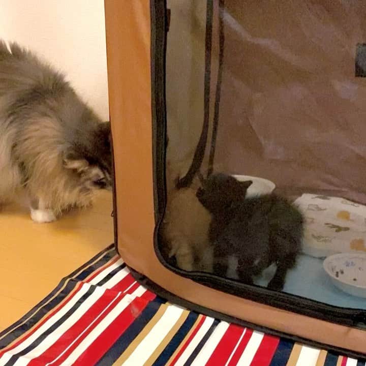 のインスタグラム：「チビ共のシャーとウーにすごすごと退散するぷーぷー。 _  #ぷーぷー #ねこ #猫 #メインクーン #cat #catstagram #catsagram #catsofinstagram #cats_of_world #catlover #catlovers #catholic #cat_of_instagram #catlife #mainecoon #mainecoonlife #mainecoonlover #fluffy #bigcat #ねこ部 #ふわもこ部 #メインクーン部  #にゃんすたぐらむ #ねこすた #ねこすたぐらむ  #ねこと暮らす #仔猫 #保護猫 #ぺーぽん」
