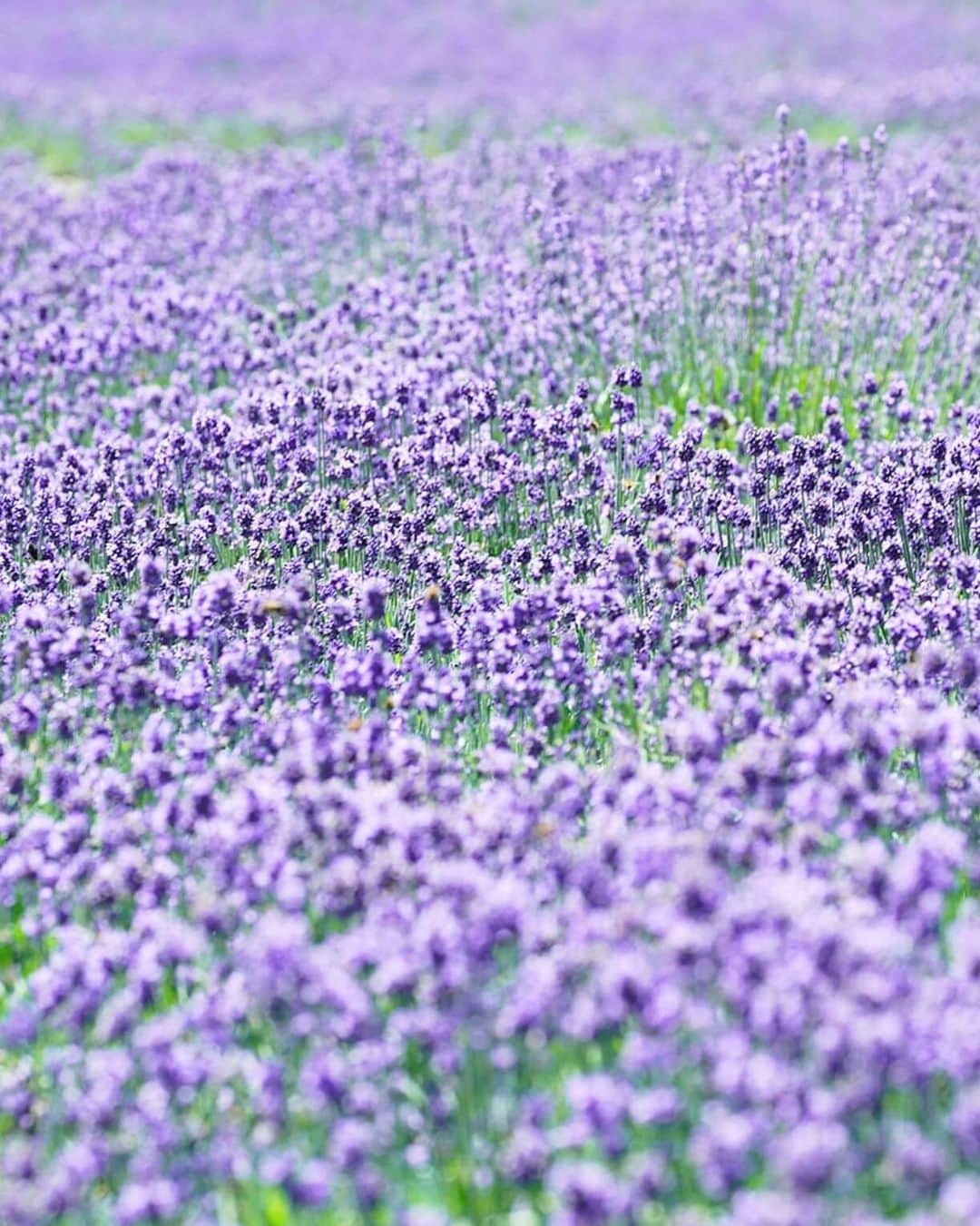 masayaさんのインスタグラム写真 - (masayaInstagram)「Tanbara lavender Park  Gunma Prefecture 2019 たんばらラベンダーパーク #ラベンダー #lavender #flowers  #flower #花」6月28日 0時32分 - moonlightice