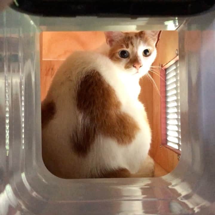 Richard Kittyのインスタグラム：「Richard’s new outhouse! Well, we moved it from our old place and made a new tunnel entrance next to the fireplace, plus added a new viewing perch - so he can sniff all the visitors outside during his night patrols 👀 #catio」