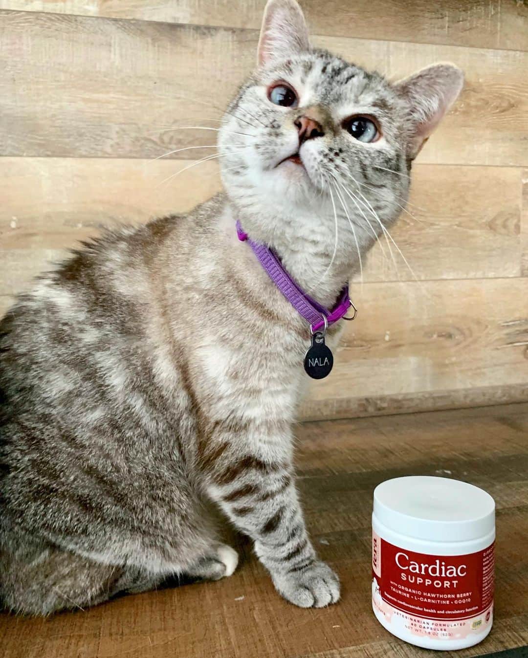 nala_catさんのインスタグラム写真 - (nala_catInstagram)「I trust @ferapetorganics because it’s veterinarian owned and formulated. 1 capsule a day, supports the cardiac muscle and promotes normal blood circulation, blood pressure, and heart beat. Ask your veterinarian if this is perfect for you furry baby! Link in bio」6月28日 0時51分 - nala_cat