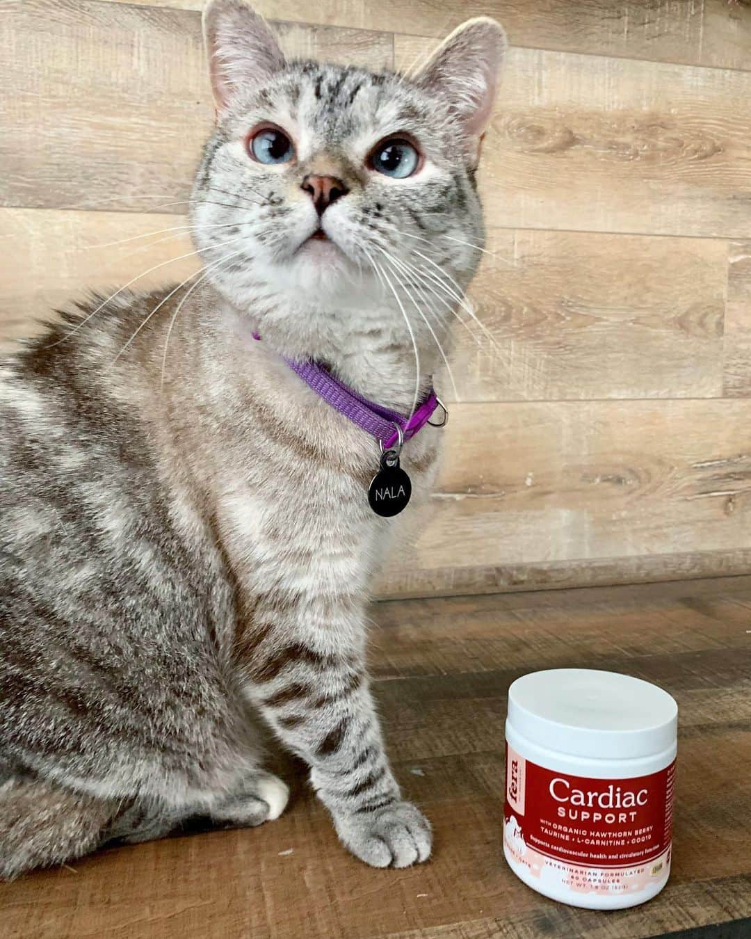 nala_catさんのインスタグラム写真 - (nala_catInstagram)「I trust @ferapetorganics because it’s veterinarian owned and formulated. 1 capsule a day, supports the cardiac muscle and promotes normal blood circulation, blood pressure, and heart beat. Ask your veterinarian if this is perfect for you furry baby! Link in bio」6月28日 0時51分 - nala_cat