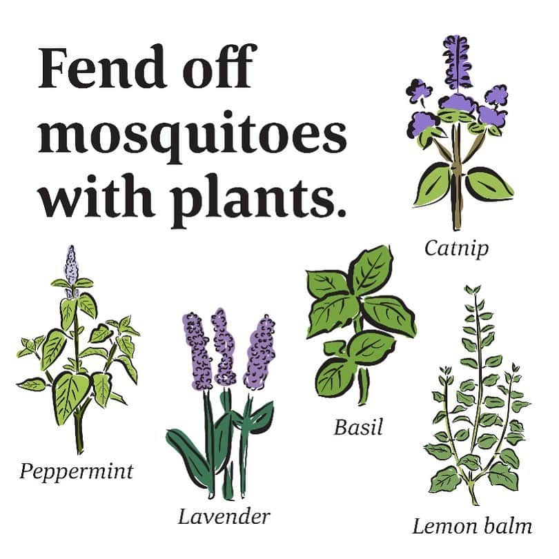 Whole Foods Marketさんのインスタグラム写真 - (Whole Foods MarketInstagram)「Nothing hits the brakes on your socially distant backyard party quite like a mosquito swarm. Lucky for you, there’s a hack you can try today. All you need is a pot of soil to get started with our favorite plants that can contain bug-repelling properties and keep your cookouts pest-free. For best results, crush up the leaves and rub the oils on your skin.」6月28日 1時01分 - wholefoods