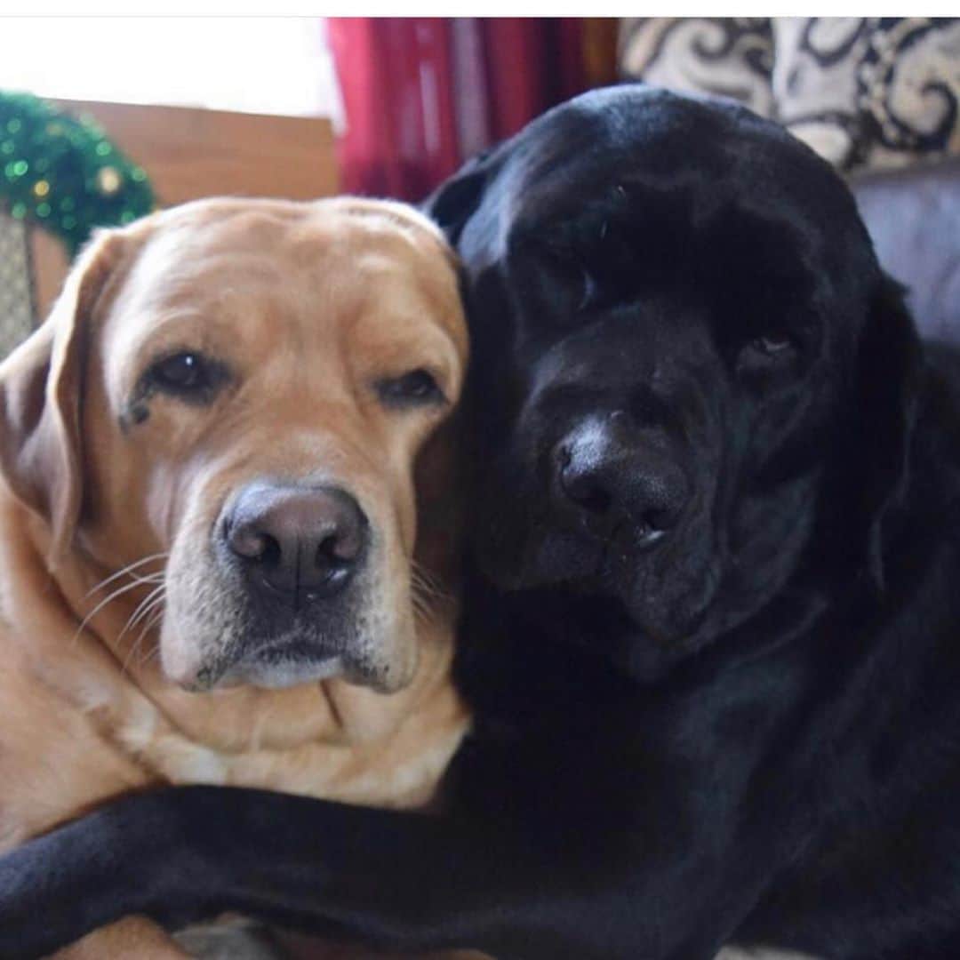 Jake And Gingerさんのインスタグラム写真 - (Jake And GingerInstagram)「Saturday morning hugs!! #hurleylabs #labradorloverz #lab #labsofinstagram #labradorretriever #labradoodle #labradorsarebest #hugsarehandmade #hug #hugsandkisses #love #dogsofinstagram #dogs #dogstagram」6月28日 1時12分 - jake_n_ginger