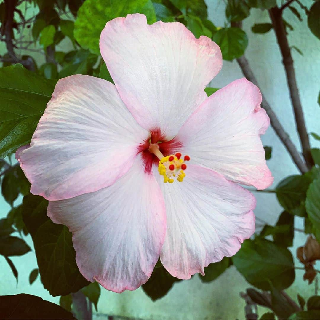 ブライス・ジョンソンさんのインスタグラム写真 - (ブライス・ジョンソンInstagram)「Hope you have a great weekend!🔆 #flowers🌸 #flowersofinstagram」6月28日 1時13分 - mrbrycejohnson