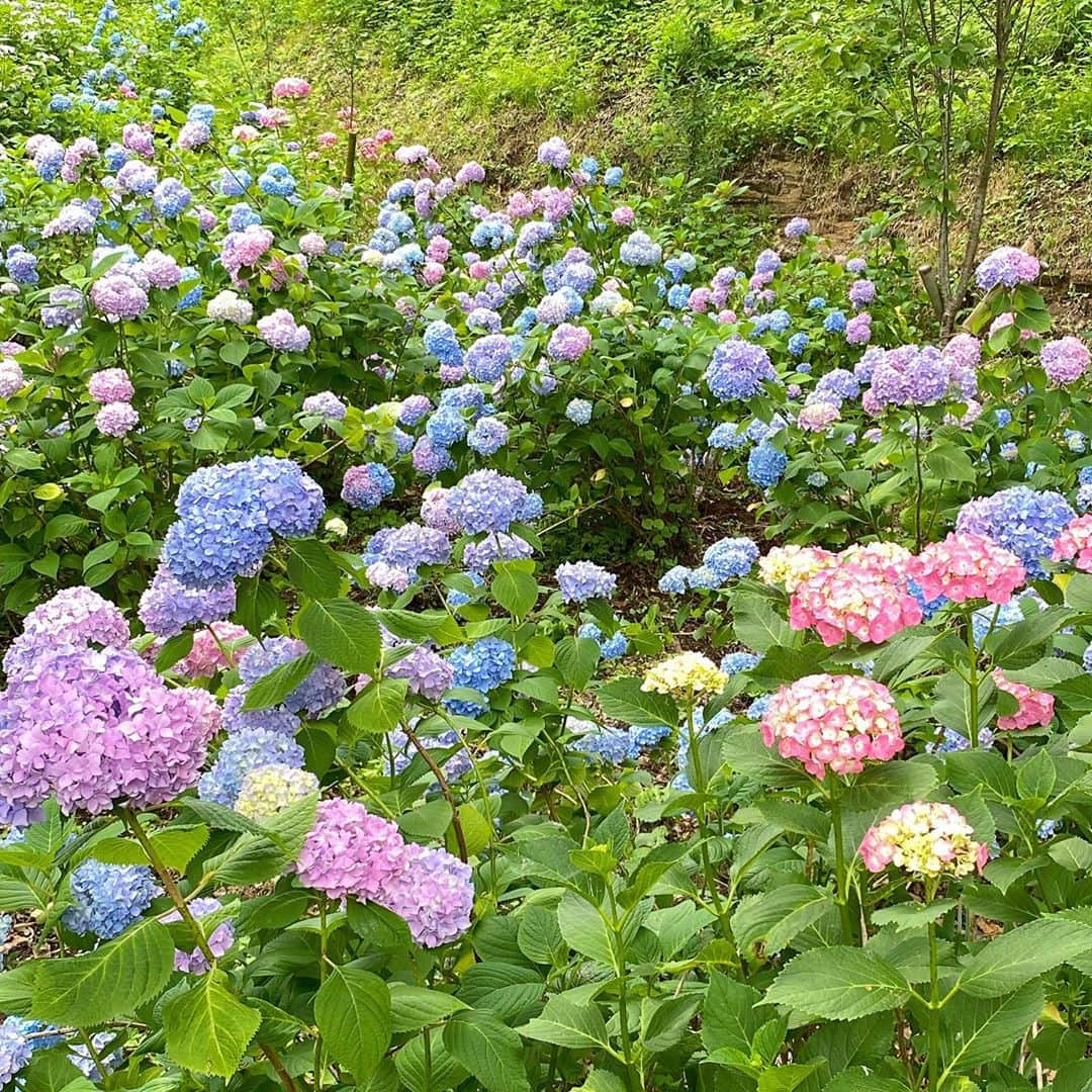 bon ponさんのインスタグラム写真 - (bon ponInstagram)「宮城県柴田町の船岡城址公園へ行って来ました。 桜の名所として知られる公園ですが、桜の他にも紫陽花や曼珠沙華など、四季折々の花を楽しむことができます。 6月下旬から7月上旬にかけてはアジサイが見頃。毎年この時期に開催される「しばた紫陽花まつり」は、コロナ禍の影響で中止となりましたが、園内のアジサイは自由に見ることができます。 約3800株の青・白・紫・ピンクの色とりどりのアジサイが園内を彩っていました💙💜🤍💚 ・ ・ #船岡城址公園 #紫陽花 #アジサイ #夫婦 #60代 #ファッション #コーディネート #リンクコーデ #夫婦コーデ #グレイヘア #白髪 #共白髪 #couple #over60 #fashion #coordinate #instafashion #instagramjapan #greyhair #bonpon511」6月28日 1時24分 - bonpon511