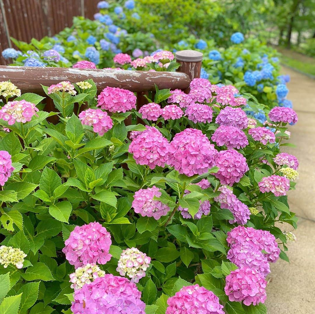 bon ponさんのインスタグラム写真 - (bon ponInstagram)「宮城県柴田町の船岡城址公園へ行って来ました。 桜の名所として知られる公園ですが、桜の他にも紫陽花や曼珠沙華など、四季折々の花を楽しむことができます。 6月下旬から7月上旬にかけてはアジサイが見頃。毎年この時期に開催される「しばた紫陽花まつり」は、コロナ禍の影響で中止となりましたが、園内のアジサイは自由に見ることができます。 約3800株の青・白・紫・ピンクの色とりどりのアジサイが園内を彩っていました💙💜🤍💚 ・ ・ #船岡城址公園 #紫陽花 #アジサイ #夫婦 #60代 #ファッション #コーディネート #リンクコーデ #夫婦コーデ #グレイヘア #白髪 #共白髪 #couple #over60 #fashion #coordinate #instafashion #instagramjapan #greyhair #bonpon511」6月28日 1時24分 - bonpon511