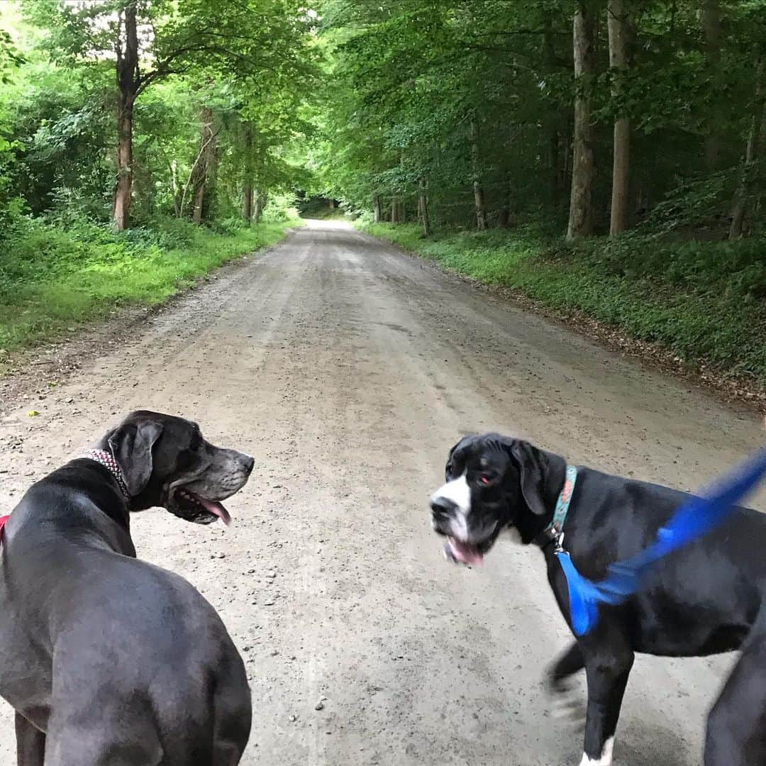 ヴァネッサ・ウィリアムスさんのインスタグラム写真 - (ヴァネッサ・ウィリアムスInstagram)「Country Road 🐾 🐾」6月28日 1時53分 - vanessawilliamsofficial