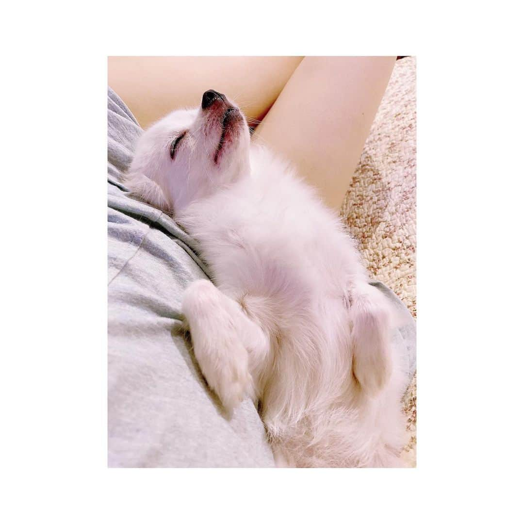 扇けいさんのインスタグラム写真 - (扇けいInstagram)「おやすみなさいまし。 穏やかな夜を。 🐶🐶🐶 ・ #おやすみ #gn #goodnight #굿나이 #굿밤 #잘자요 #チワワ #ロングコートチワワ #愛犬 #ちわすたぐらむ #ロンチー #ちわわ #ちわわ部 #チワワ部 #いぬすたぐらむ #犬好きな人と繋がりたい #犬のいる暮らし #犬好きさんと繋がりたい #犬ばか部 #치와와 #치와와그램 #멍스타그램 #chihuahualove #chihuahua #chihuahualife  #dog」6月28日 2時04分 - kei.ohgi