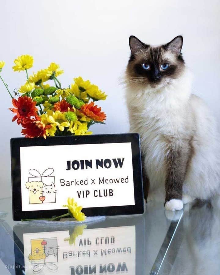 Aww Clubさんのインスタグラム写真 - (Aww ClubInstagram)「Join the “Barked X Meowed VIP Club” for monthly rewards! 🐾 Refer your friends to join for a chance to win an extra $100 Amazon Gift Card!⠀⠀⠀⠀ ⠀⠀⠀⠀ 🎁 Tap the link in bio and join the “Barked X Meowed VIP Club” now!⠀⠀⠀⠀ ⠀⠀⠀⠀ 📷@jojotheragdollcat⠀⠀ ⠀⠀⠀⠀ #meowed #barkedmeowedvip #jojotheragdollcat #ragdoll #Rewards #Gift #members #VIP」6月28日 2時00分 - meowed