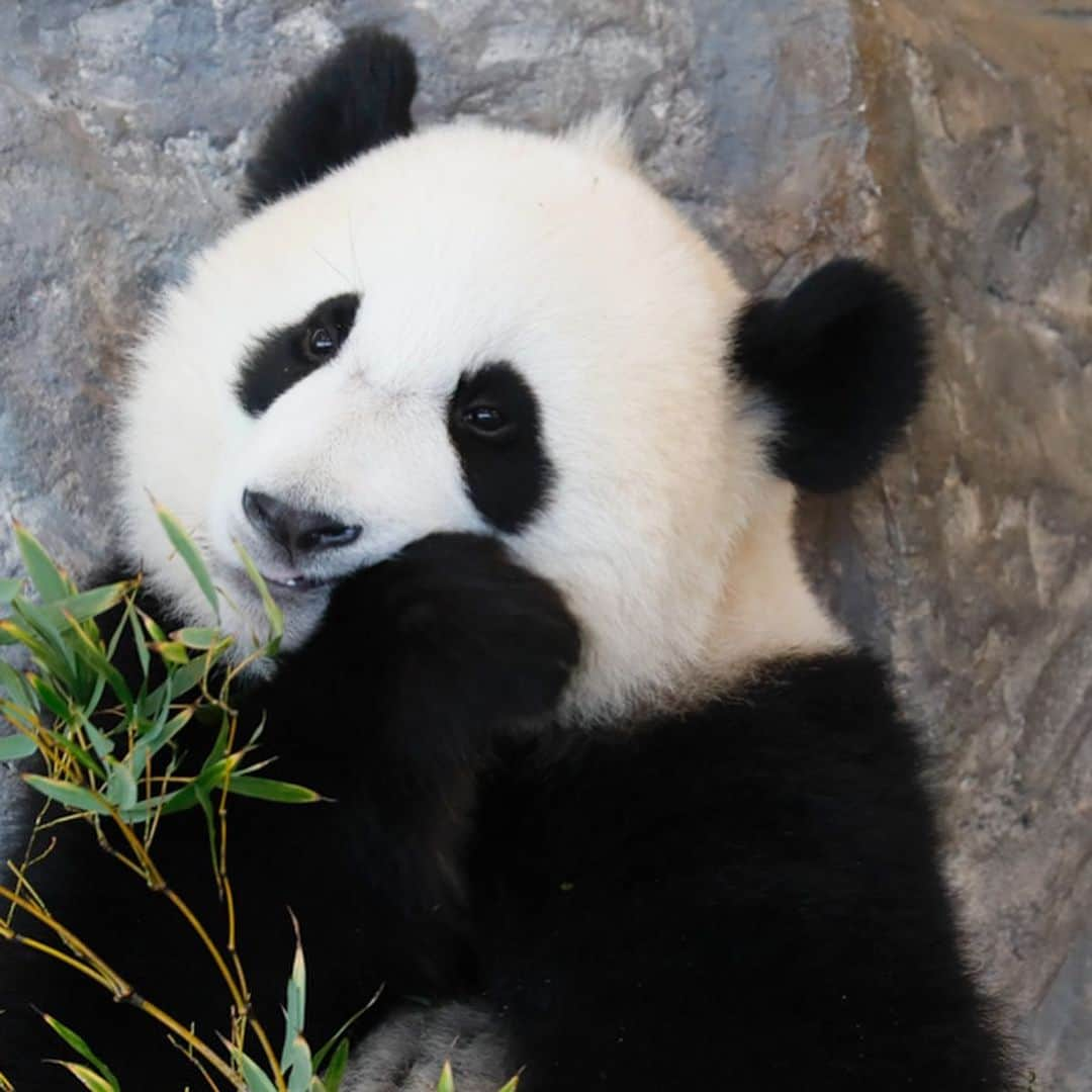 パンダ（白浜）さんのインスタグラム写真 - (パンダ（白浜）Instagram)「more more #結浜 form 🐼😊🐼 #ADVENTUREWORLDPANDAS #baby #HELLOLITTLE #pandamental #hellopanda #ハローリトル #ハローパンダ #パンダグラビア #パンダ　and #panda #pandababy 🐼🐼🐼 #photo」6月28日 2時00分 - hellopanda_book