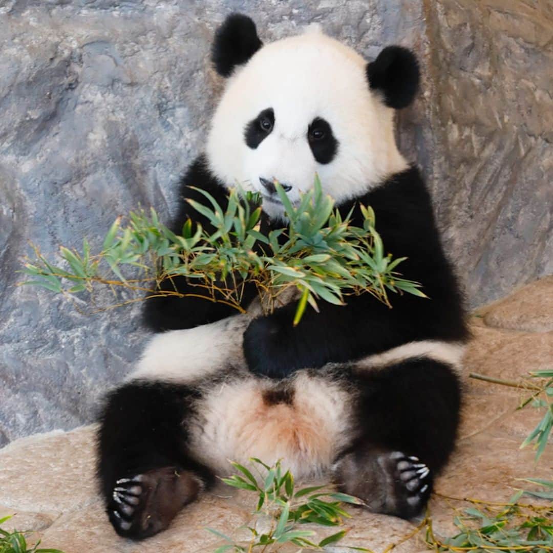 パンダ（白浜）さんのインスタグラム写真 - (パンダ（白浜）Instagram)「more more #結浜 form 🐼😊🐼 #ADVENTUREWORLDPANDAS #baby #HELLOLITTLE #pandamental #hellopanda #ハローリトル #ハローパンダ #パンダグラビア #パンダ　and #panda #pandababy 🐼🐼🐼 #photo」6月28日 2時00分 - hellopanda_book