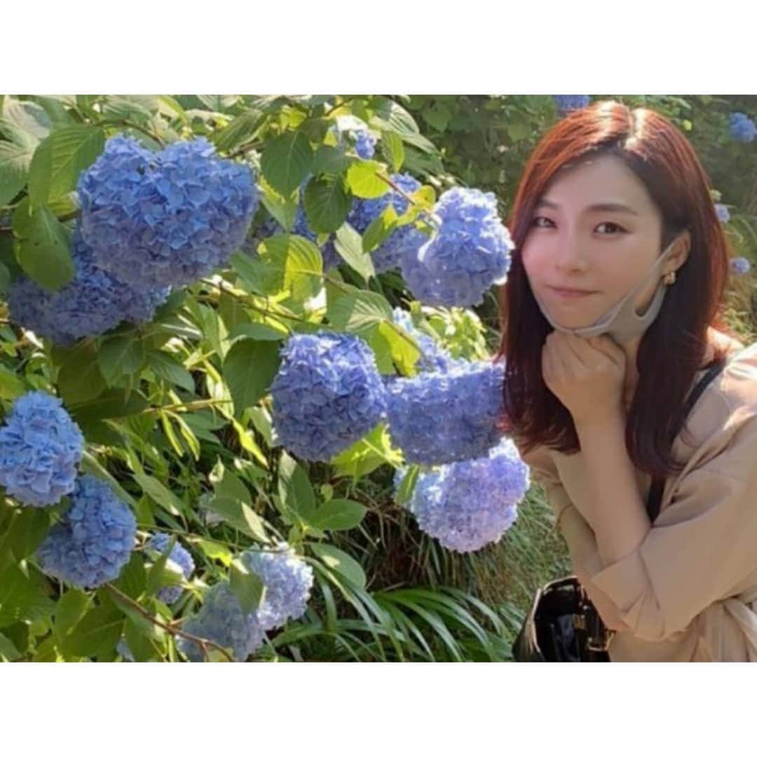 本田珠規のインスタグラム：「毎年、梅雨時のご褒美感覚♡ 紫陽花♡ 雨に濡れた紫陽花って本当に綺麗！ (写真は晴れだけど💦) . ２枚目みたいな、淡い色がとても好み。 . . . #紫陽花#梅雨」