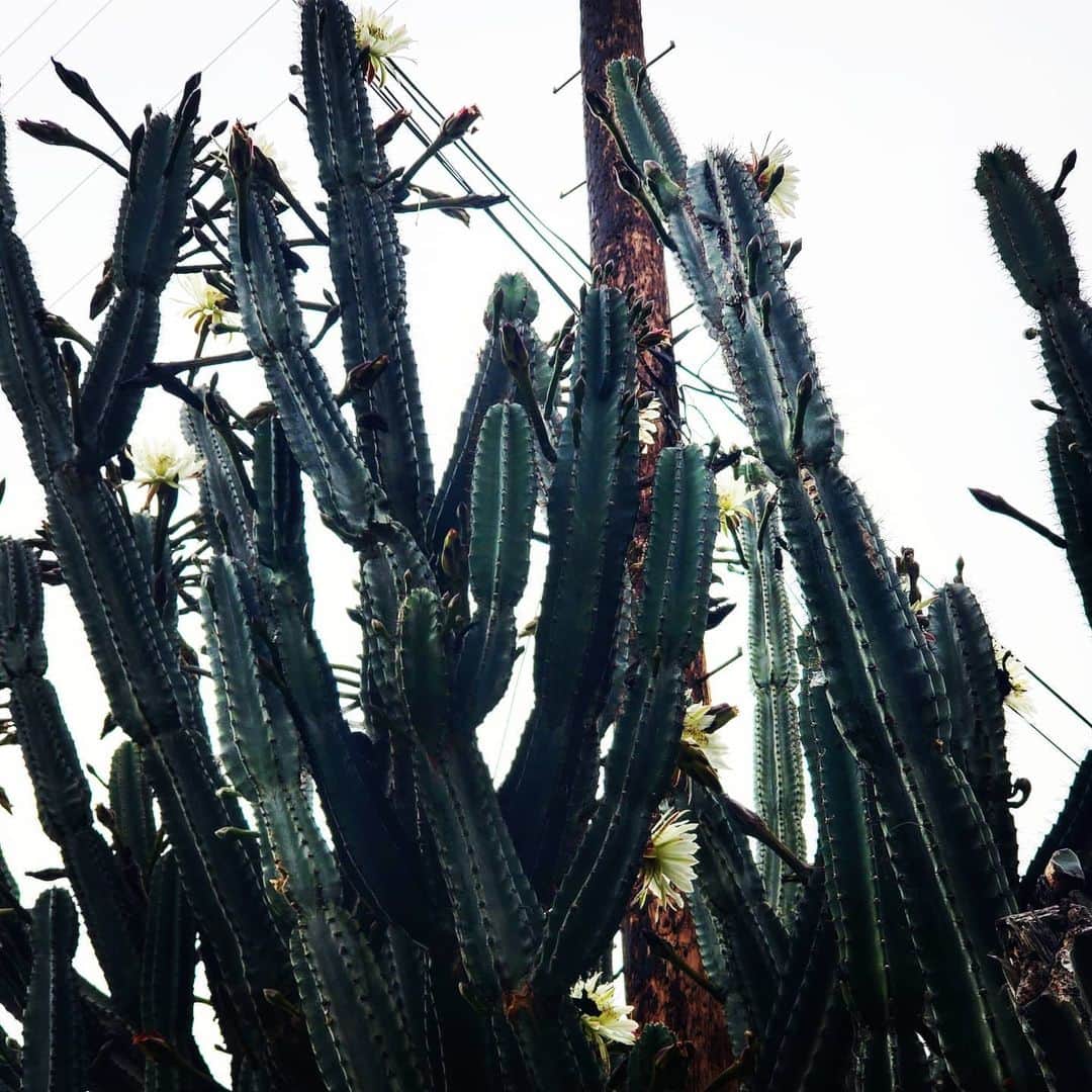 ガソリングラマーさんのインスタグラム写真 - (ガソリングラマーInstagram)「Morning huge blooming cactus #shadowhills #cactus 🌵🌵🌵🌵🌸🌸🌸」6月28日 2時12分 - gasolineglamour
